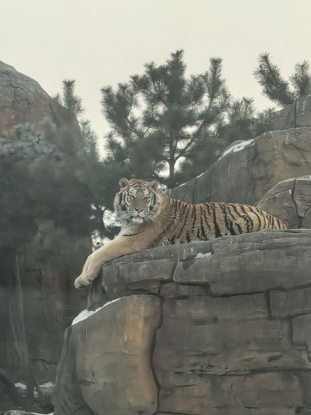 东北虎林园旅行图片 4
