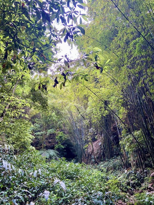 中岩寺景区旅行图片 9