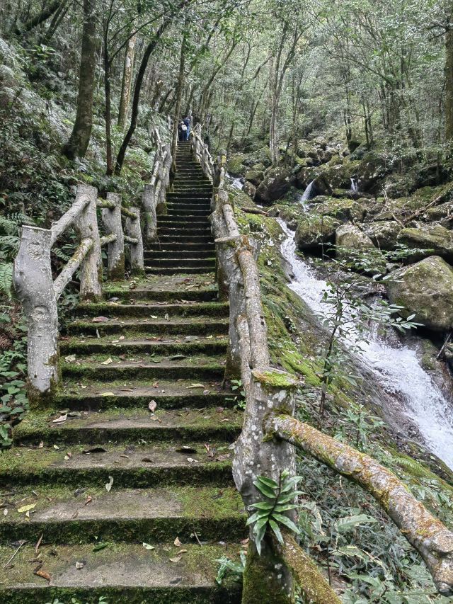 浙江乌岩岭国家级自然保护区旅行图片 1