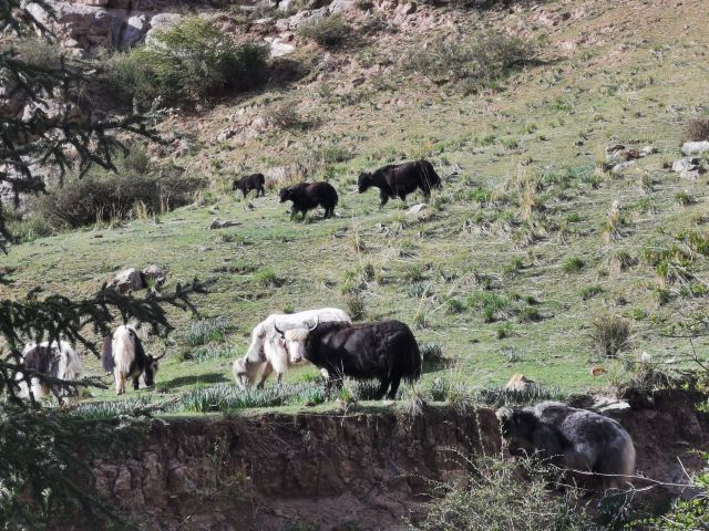 焉支山(暂停开放)旅行图片 3
