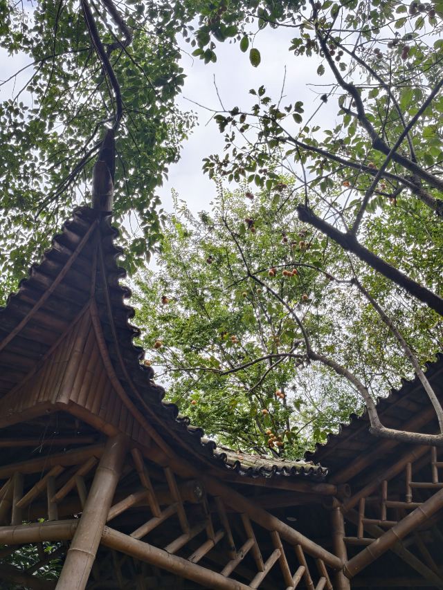 宝华山国家森林公园旅行图片 3