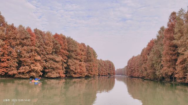 上海海湾国家森林公园旅行图片 1