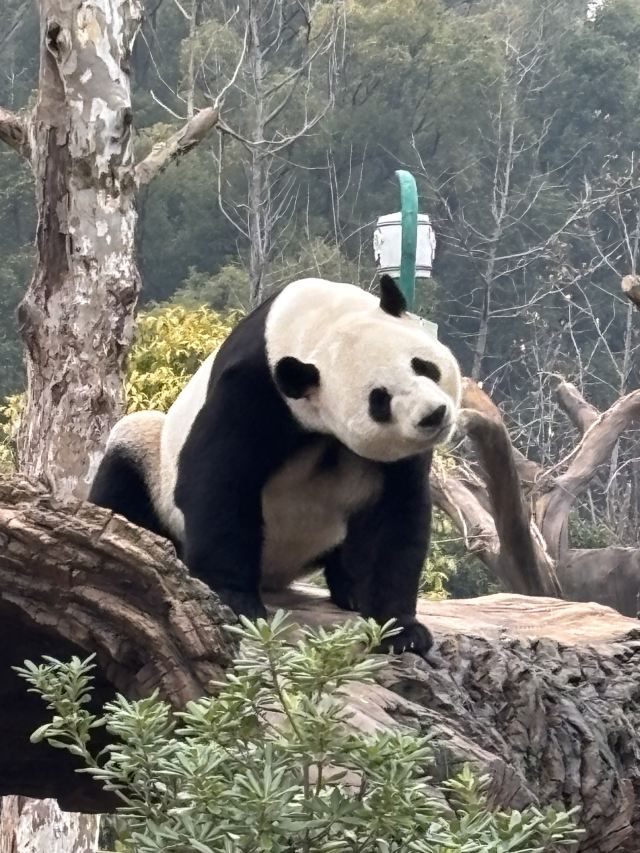 岳阳中华大熊猫苑旅行图片 2