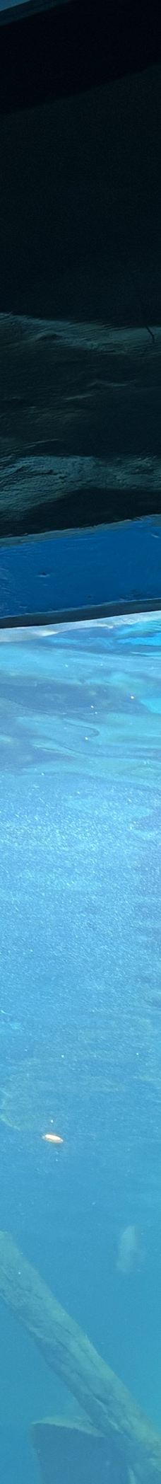 呼和浩特-yan rui lin