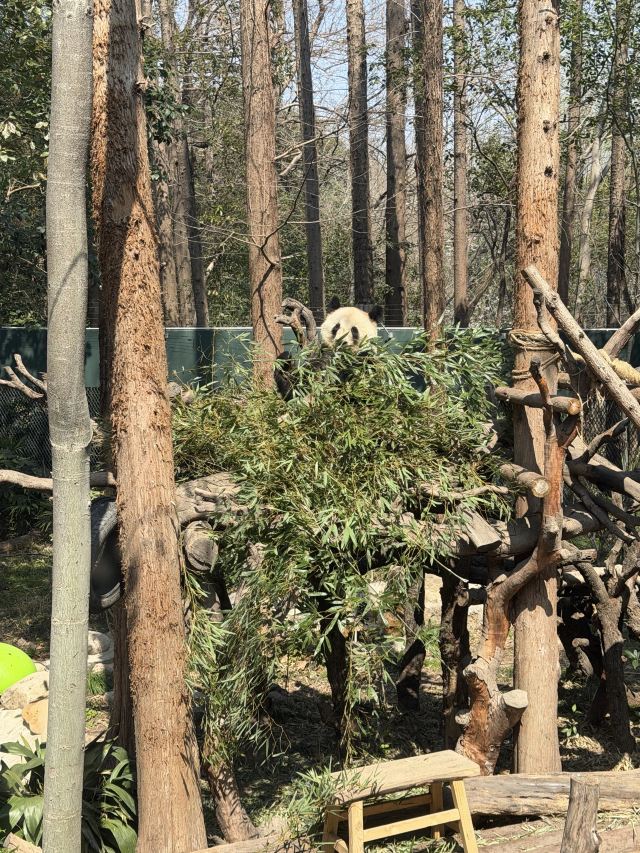 上海动物园旅行图片 1