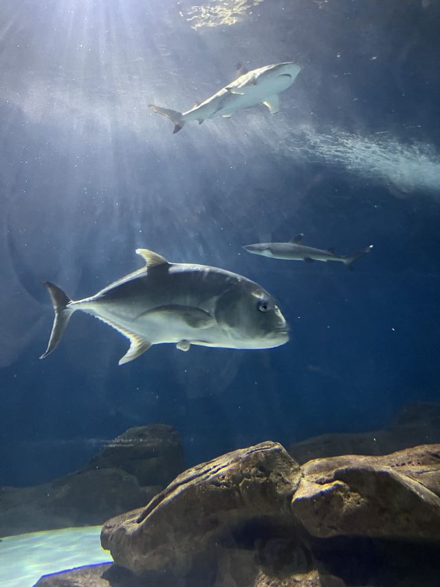 上海海洋水族馆旅行图片 5