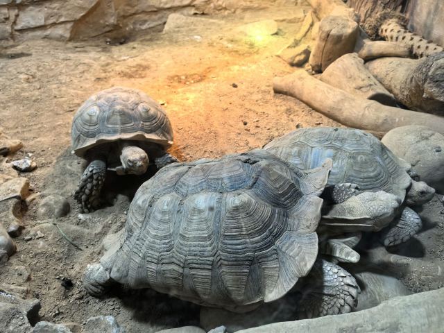 上海动物园旅行图片 9