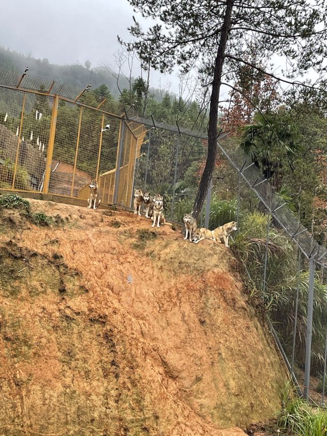 江西野狼谷景区旅行图片 7