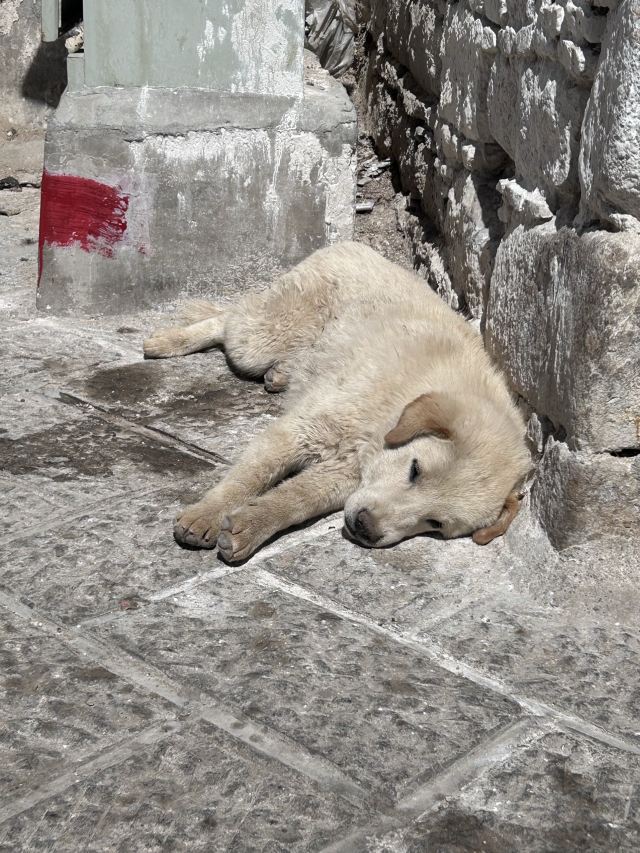 色拉寺旅行图片 9