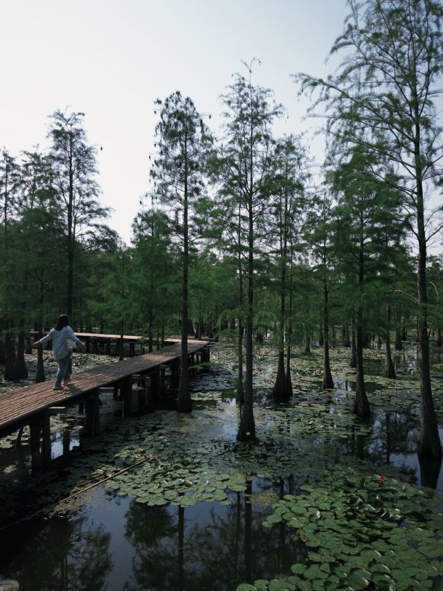 池杉湖国家湿地公园旅行图片 4