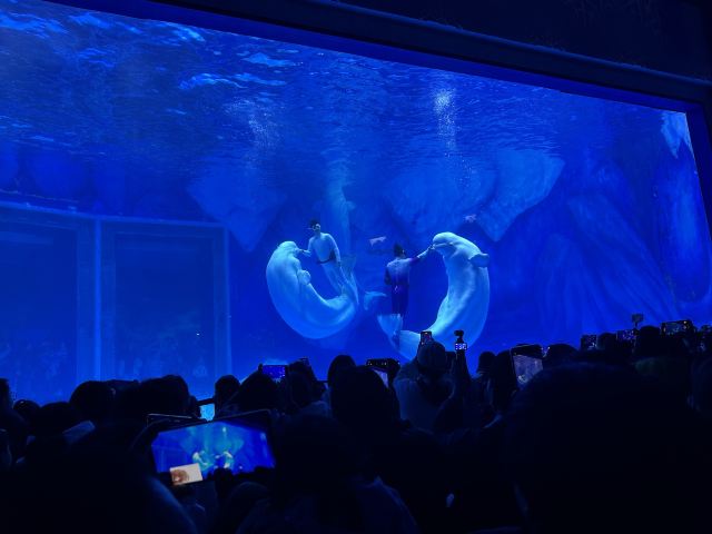 上海海昌海洋公园旅行图片 2