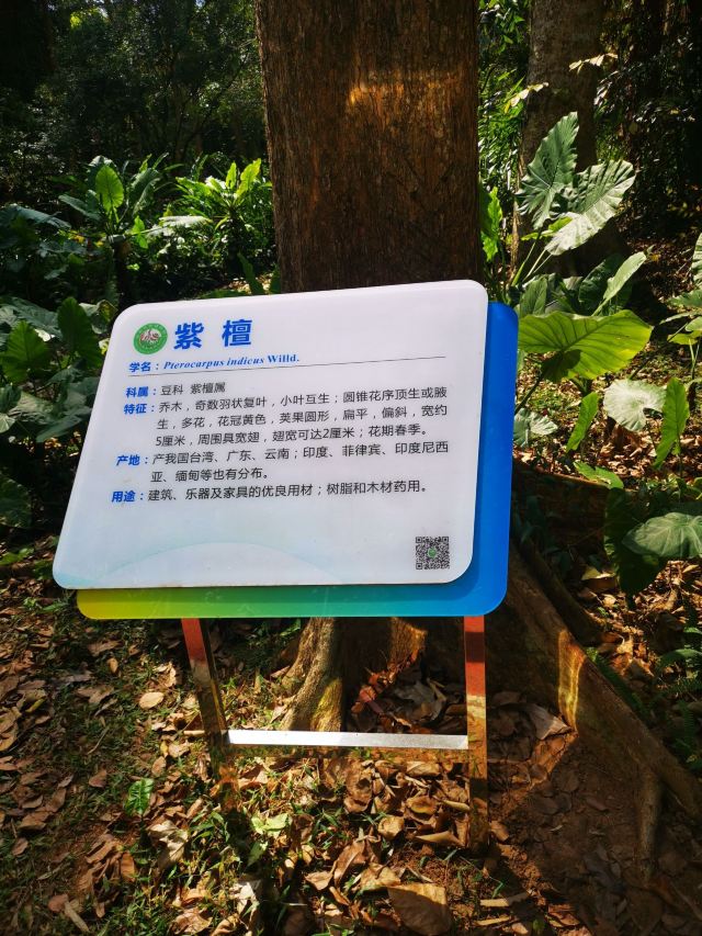 海南热带植物园旅行图片 4