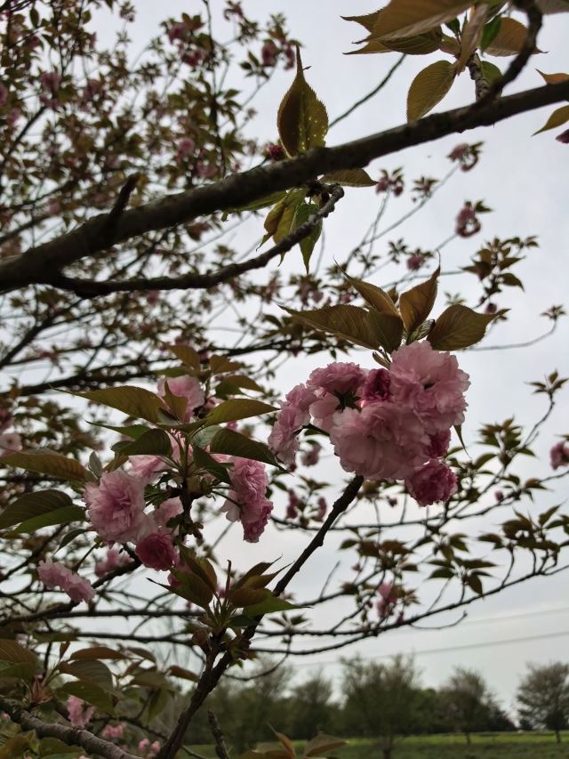 江西省凤凰沟风景区旅行图片 8