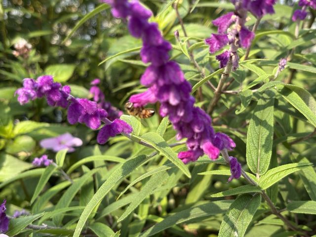 秦岭国家植物园旅行图片 3
