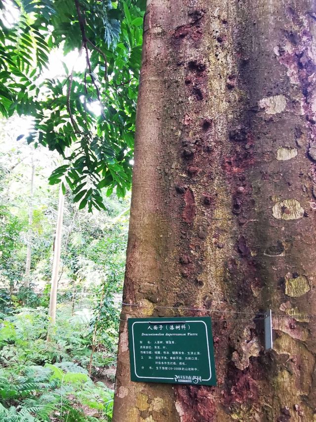 西双版纳南药园旅行图片 4