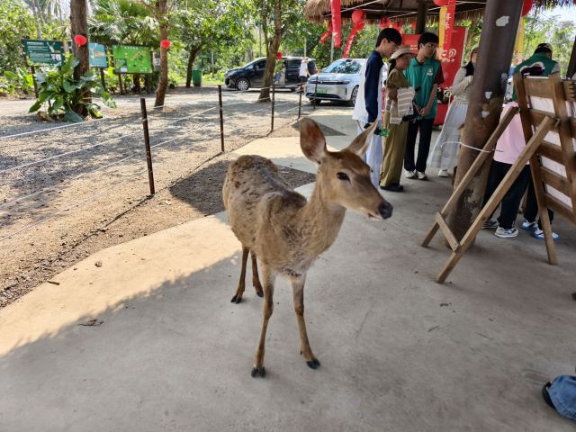 海南热带野生动植物园旅行图片 2