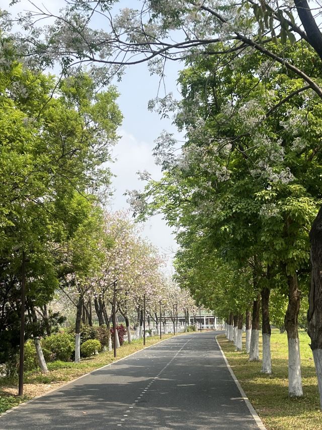广州海珠国家湿地公园旅行图片 2