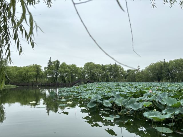 长兴太湖图影湿地文化园-观景塔旅行图片 2