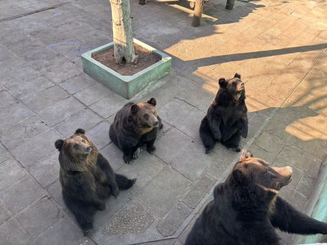 西霞口神雕山野生动物世界奇遇乐园旅行图片 6