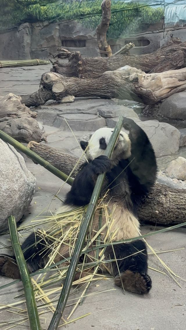 太阳岛大熊猫馆旅行图片 2