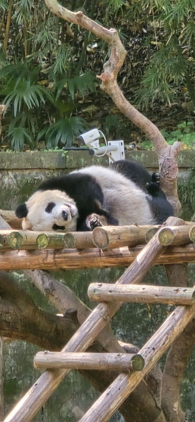 重庆动物园旅行图片 2