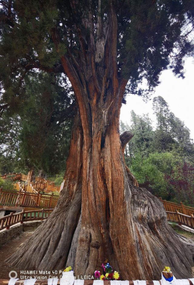 世界柏树王园林风景区旅行图片 6