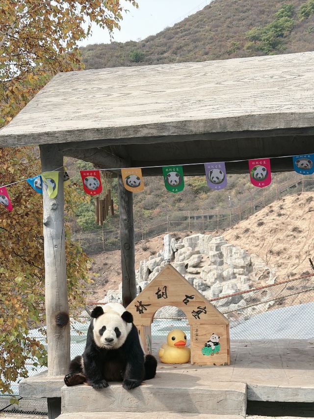 林胡古塞旅行图片 2