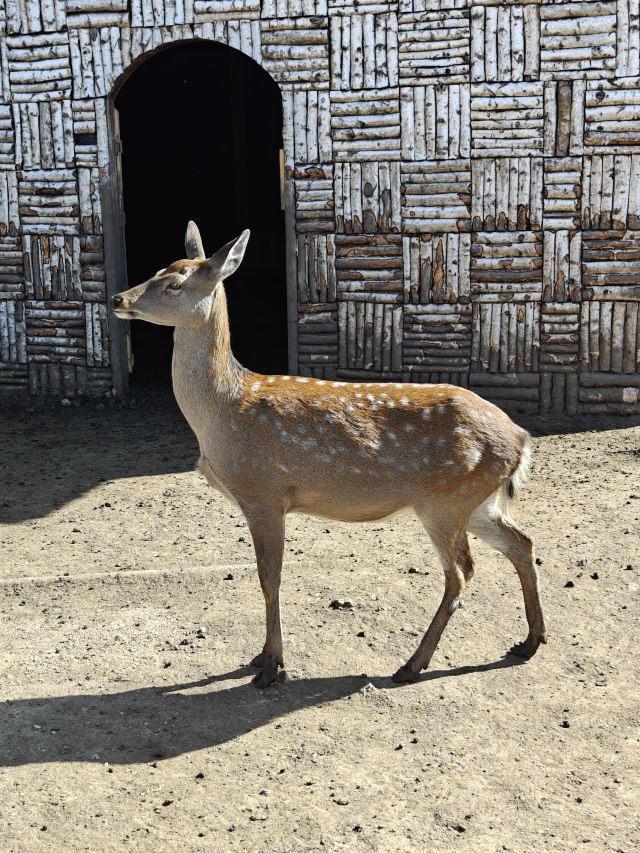 林胡古塞旅行图片 2