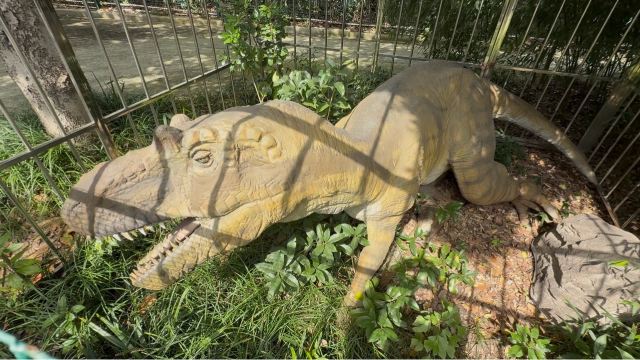 上海顾村公园旅行图片 4