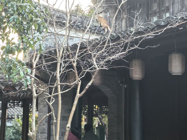 天一阁·月湖旅行图片 2