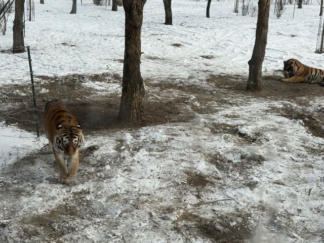 东北虎林园旅行图片 8