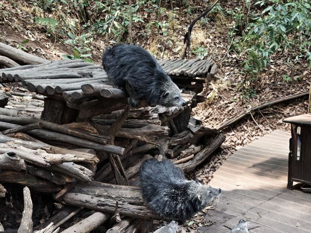 普洱太阳河森林公园旅行图片 1