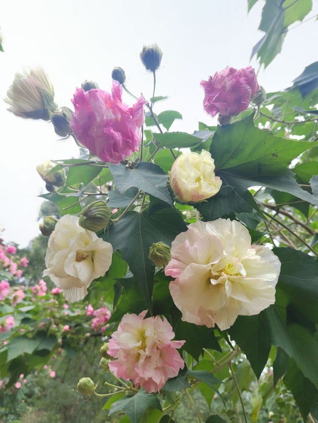 成都植物园旅行图片 6