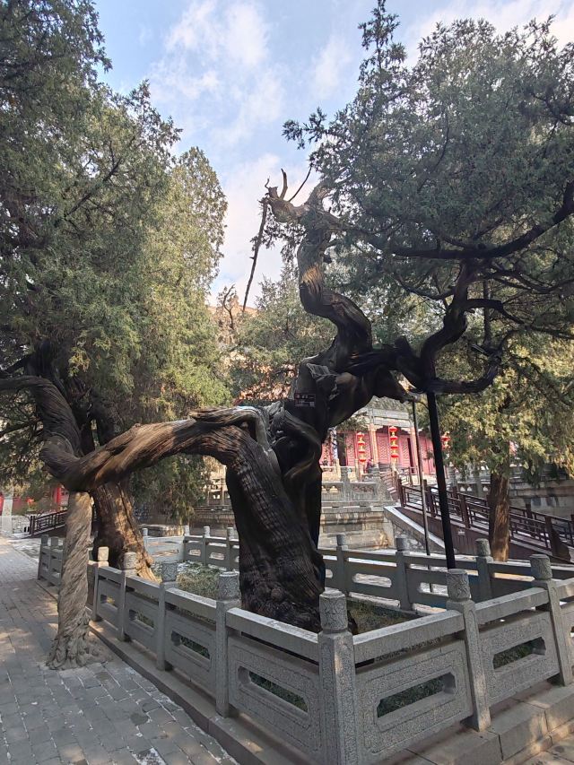 岱庙旅行图片 2