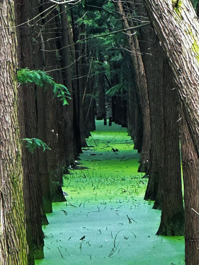 尚湖风景区旅行图片 2