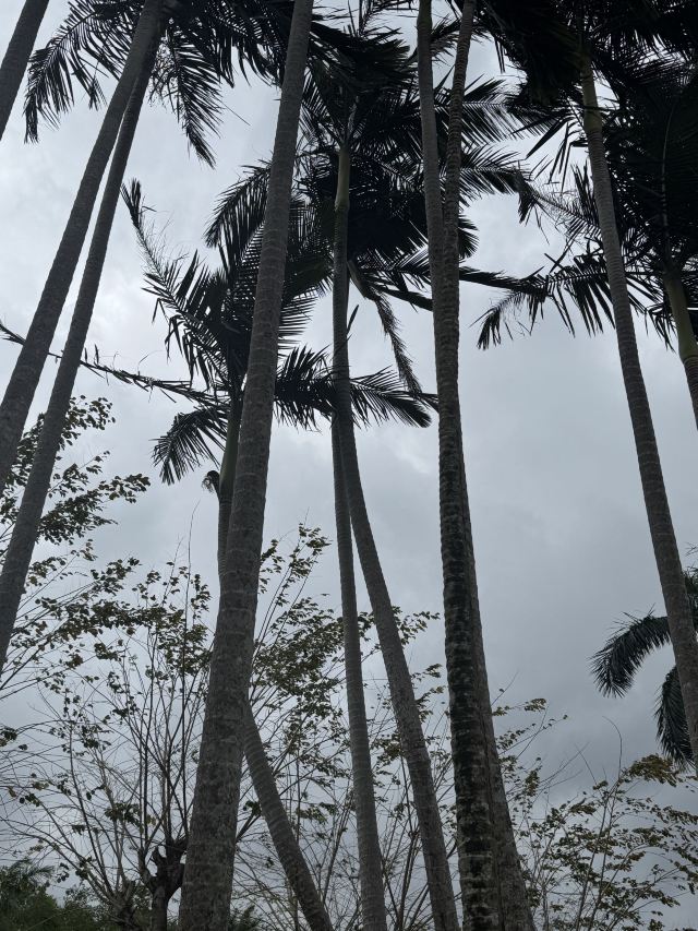 兴隆热带植物园旅行图片 3