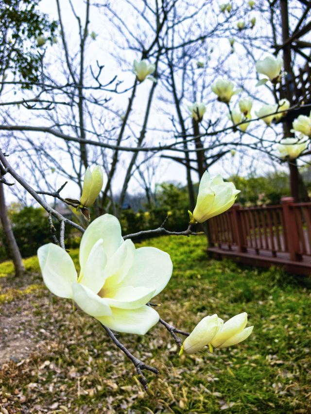 上海顾村公园旅行图片 5