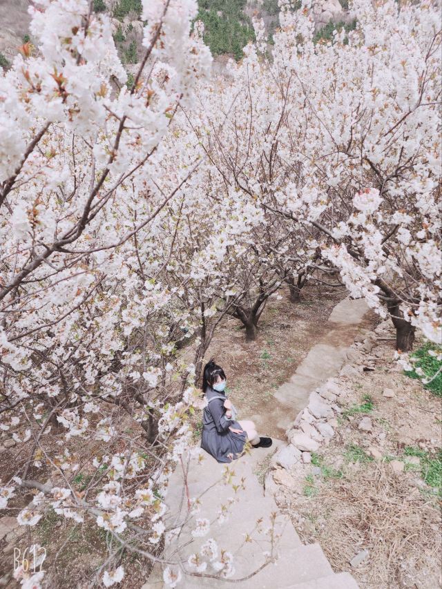 崂山大崂樱桃谷旅行图片