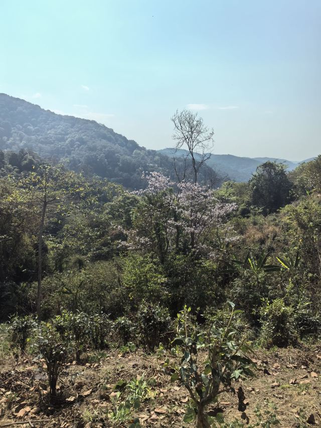 基诺山雨林徒步旅行图片 1