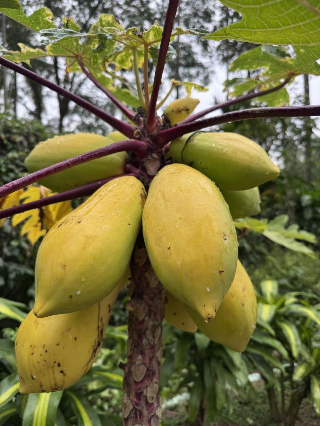 兴隆热带植物园旅行图片 1