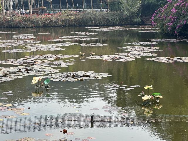 野象谷景区旅行图片 1