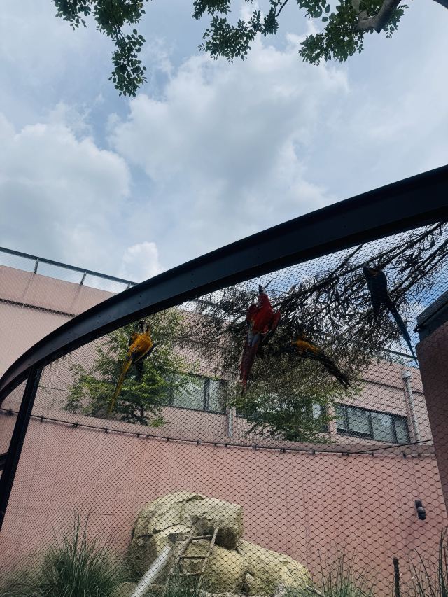 千鹦鸟舍鹦鹉主题乐园旅行图片 1