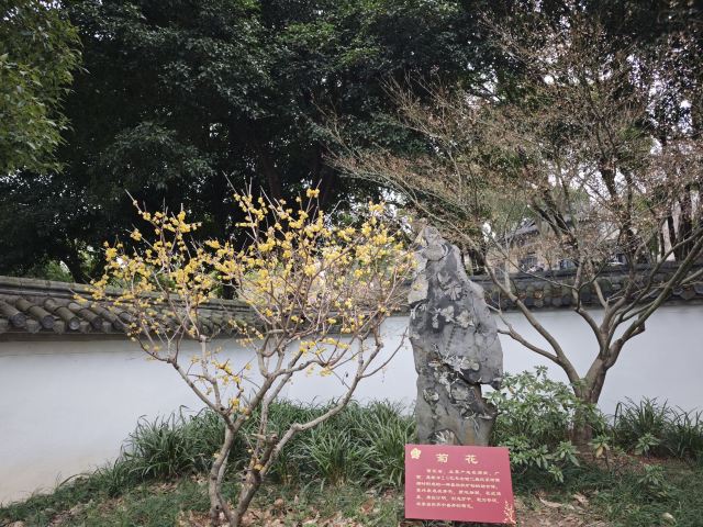 荣氏梅园旅行图片 1