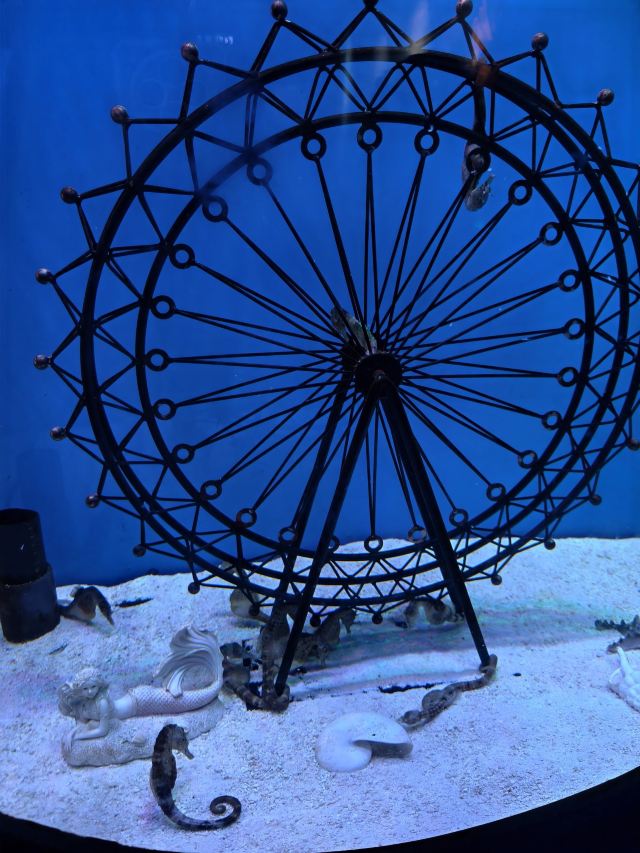 海合安武汉极地海洋度假区旅行图片 5