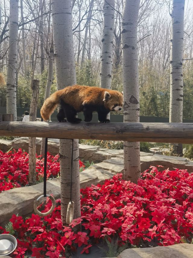 北京野生动物园旅行图片 1