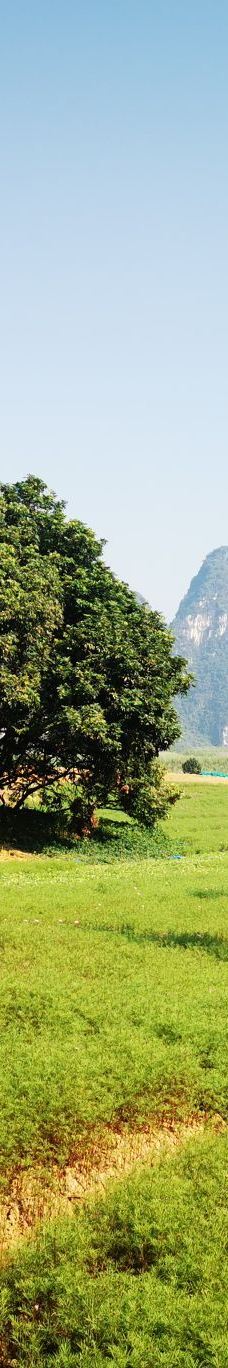 峒那屿湾景区-大新-梧桐🌸开