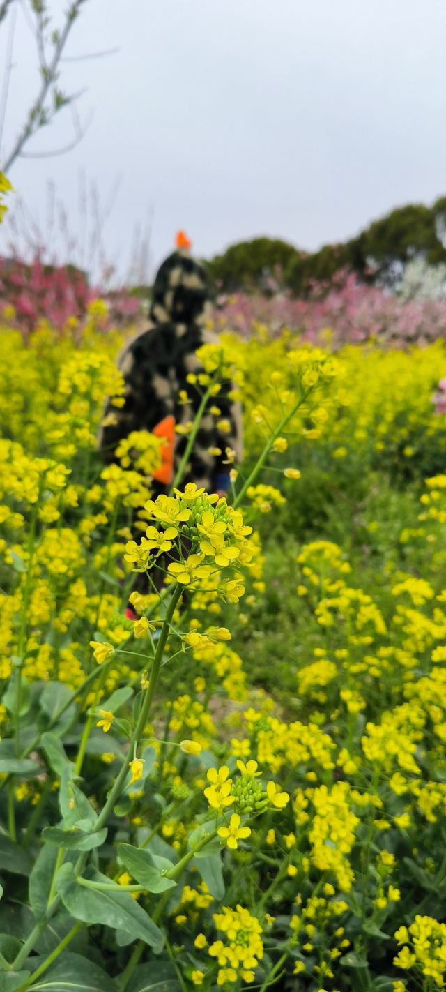 上海南汇桃花村旅行图片 1