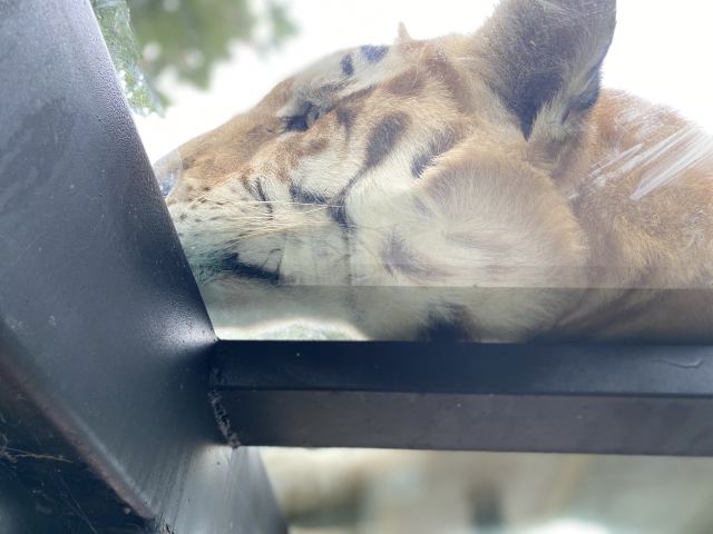 衡水野生动物园旅行图片 2