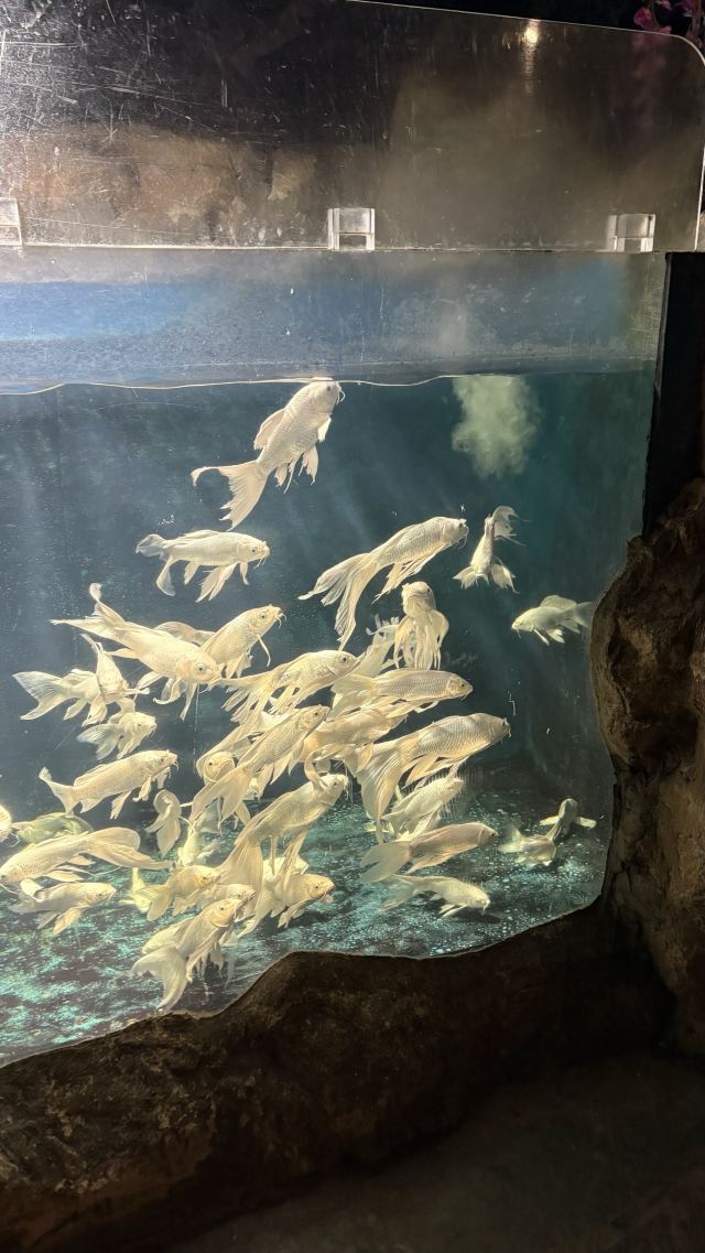 曲江海洋极地公园旅行图片 5