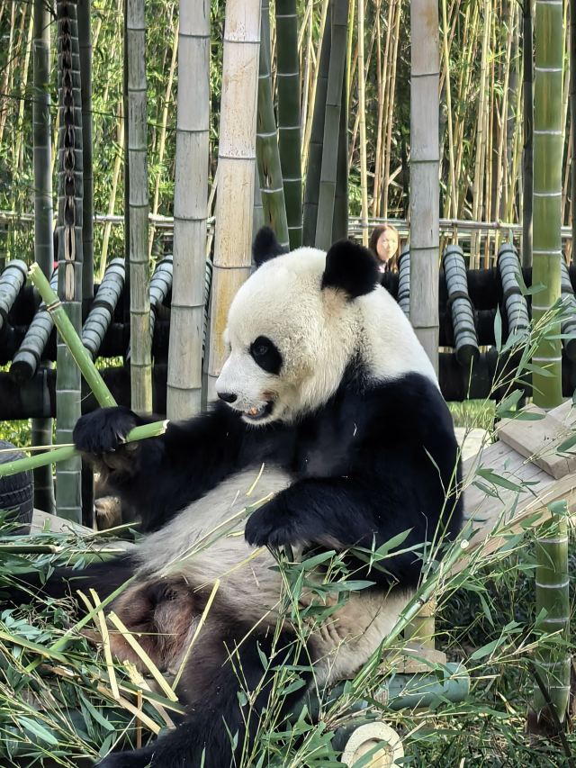 岳阳中华大熊猫苑旅行图片 2